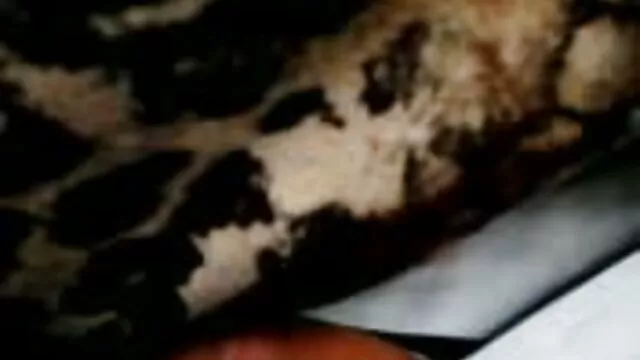 Bondad cremosa porno hentai subtitulado español